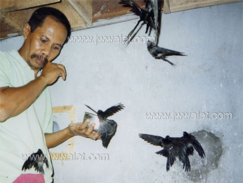 Peternakan burung walet (umur 1,5 tahun). Lokasi Cirebon, Jawa Barat