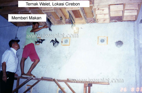 Pengawasan ternak walet oleh Bpk Jusuf di Cirebon