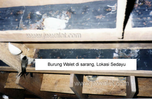 Hasil dari pemakaian sarang buatan JW walet yang berhasil membuat burung menempel dan bersarang Hasil dari pemakaian sarang buatan JW walet yang berhasil membuat burung menempel dan bersarang