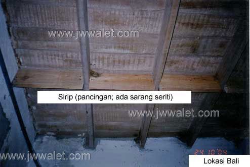 Pemakaian sarang pancing seriti JW Walet, lokasi Bali Pemakaian sarang pancing seriti JW Walet, lokasi Bali