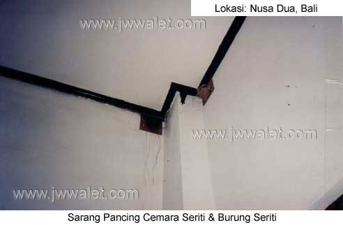 Pemasangan sarang pancing cemara seriti, lokasi Nusa Dua Bali Pemasangan sarang pancing cemara seriti, lokasi Nusa Dua Bali