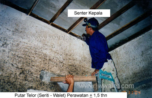 Perawatan rumah burung lewat pemutaran telor setelah 1,5 th oleh tenaga profesional Perawatan rumah burung lewat pemutaran telor setelah 1,5 th oleh tenaga profesional