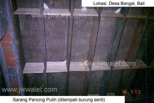 Pemasangan sarang pancing putih JW Walet, lokasi Desa Banual, Bali Pemasangan sarang pancing putih JW Walet, lokasi Desa Banual, Bali
