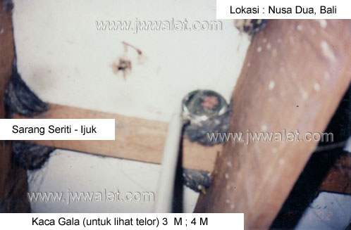 Pengecekan kondisi sarang dengan kaca galah spesial JW Walet, lokasi Bali Pengecekan kondisi sarang dengan kaca galah spesial JW Walet, lokasi Bali